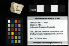 Foto (Objekt + Etiketten) von Decapoda indet. 